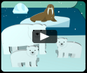 video animais do Ártico